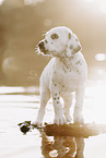 Dalmatian Puppy