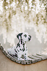 Dalmatian