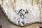 Dalmatian Puppy