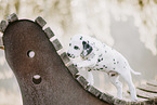 Dalmatian Puppy