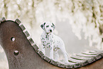 Dalmatian Puppy