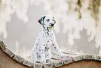 Dalmatian Puppy