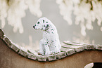 Dalmatian Puppy