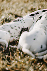 Dalmatian Puppy