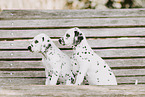 Dalmatian Puppy