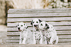 Dalmatian Puppy
