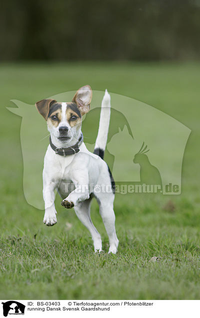 running Dansk Svensk Gaardshund / BS-03403