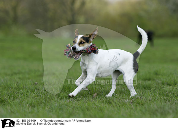 playing Dansk Svensk Gaardshund / BS-03409