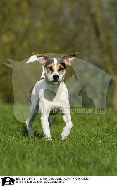 rennender Dansk Svensk Gaardshund / running Dansk Svensk Gaardshund / BS-03413