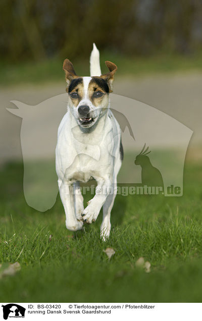 rennender Dansk Svensk Gaardshund / running Dansk Svensk Gaardshund / BS-03420