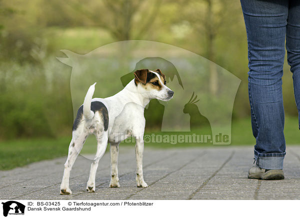 Dnisch-Schwedischer Farmhund / Dansk Svensk Gaardshund / BS-03425