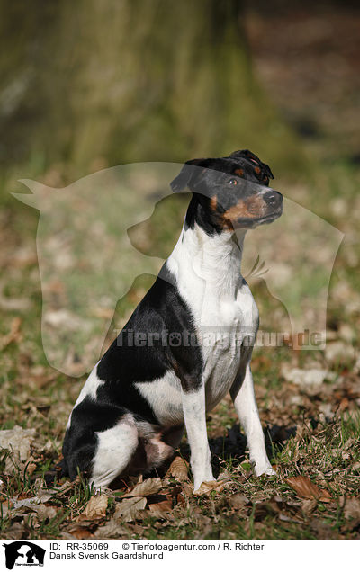 Dnisch-Schwedischer Farmhund / Dansk Svensk Gaardshund / RR-35069