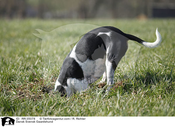 Dnisch-Schwedischer Farmhund / Dansk Svensk Gaardshund / RR-35078