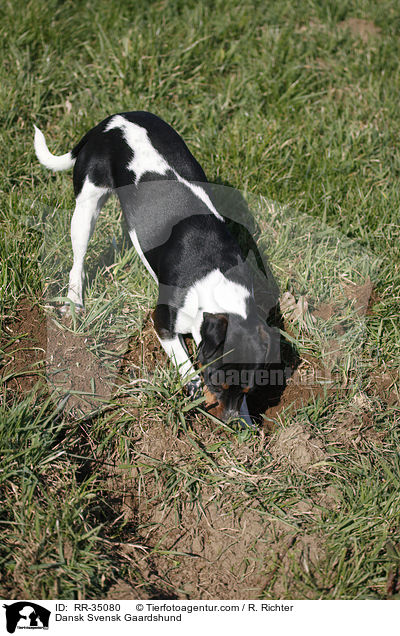 Dnisch-Schwedischer Farmhund / Dansk Svensk Gaardshund / RR-35080