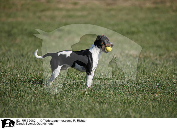 Dnisch-Schwedischer Farmhund / Dansk Svensk Gaardshund / RR-35082