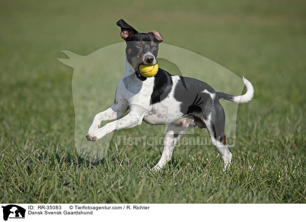 Dnisch-Schwedischer Farmhund / Dansk Svensk Gaardshund / RR-35083