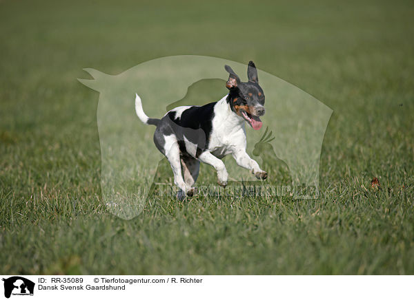 Dnisch-Schwedischer Farmhund / Dansk Svensk Gaardshund / RR-35089