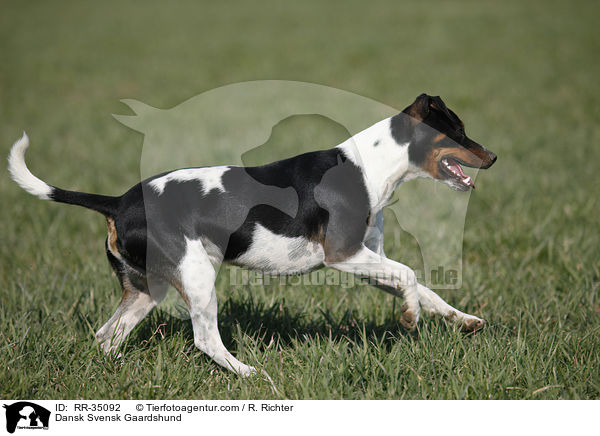 Dnisch-Schwedischer Farmhund / Dansk Svensk Gaardshund / RR-35092