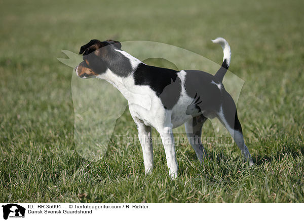 Dnisch-Schwedischer Farmhund / Dansk Svensk Gaardshund / RR-35094