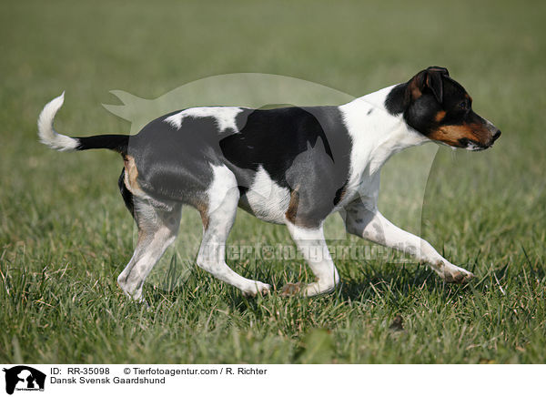 Dnisch-Schwedischer Farmhund / Dansk Svensk Gaardshund / RR-35098