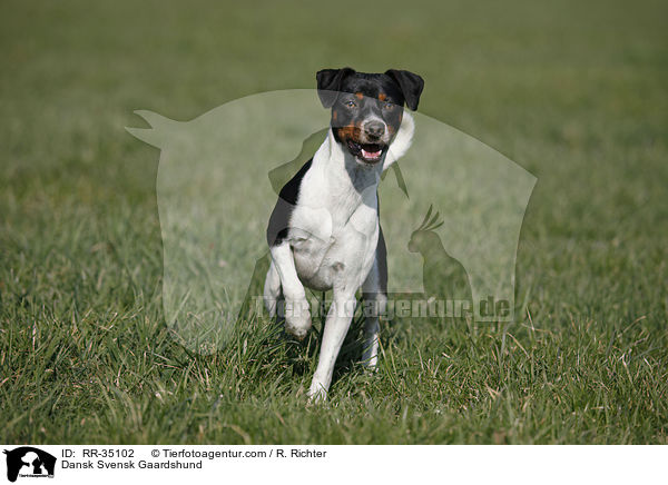Dnisch-Schwedischer Farmhund / Dansk Svensk Gaardshund / RR-35102