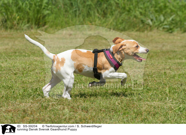 rennender Dnisch Schwedischer Farmhund Welpe / running Dansk Svensk Gaardhund Puppy / SS-39204
