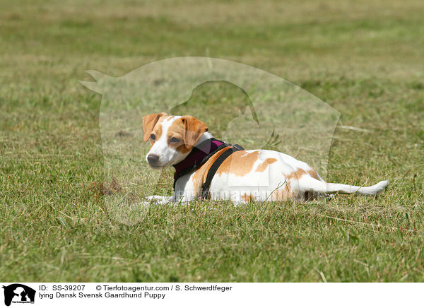liegender Dnisch Schwedischer Farmhund Welpe / lying Dansk Svensk Gaardhund Puppy / SS-39207