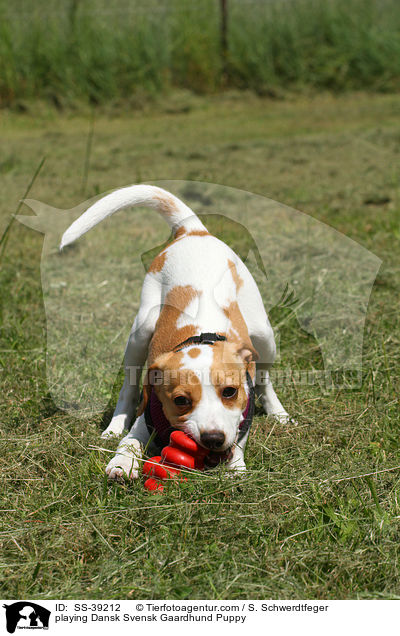 spielender Dnisch Schwedischer Farmhund Welpe / playing Dansk Svensk Gaardhund Puppy / SS-39212