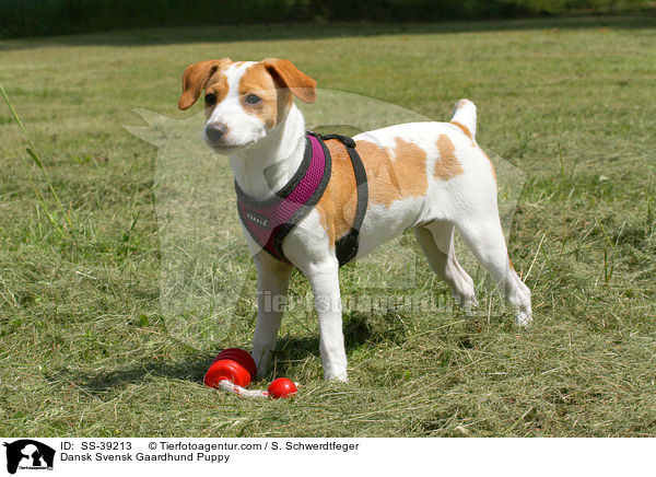 Dnisch Schwedischer Farmhund Welpe / Dansk Svensk Gaardhund Puppy / SS-39213