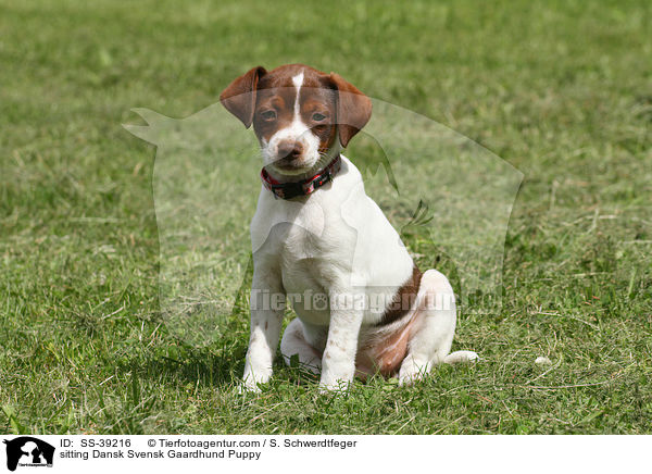 sitzender Dnisch Schwedischer Farmhund Welpe / sitting Dansk Svensk Gaardhund Puppy / SS-39216