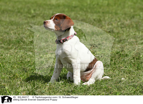 sitzender Dnisch Schwedischer Farmhund Welpe / sitting Dansk Svensk Gaardhund Puppy / SS-39217