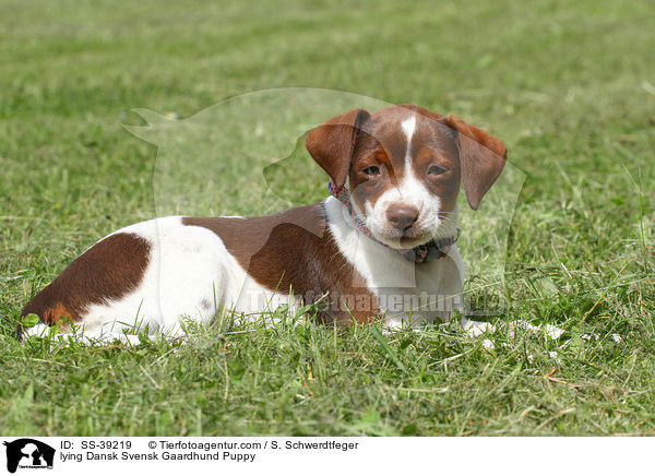 liegender Dnisch Schwedischer Farmhund Welpe / lying Dansk Svensk Gaardhund Puppy / SS-39219