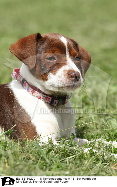 liegender Dnisch Schwedischer Farmhund Welpe / lying Dansk Svensk Gaardhund Puppy / SS-39220