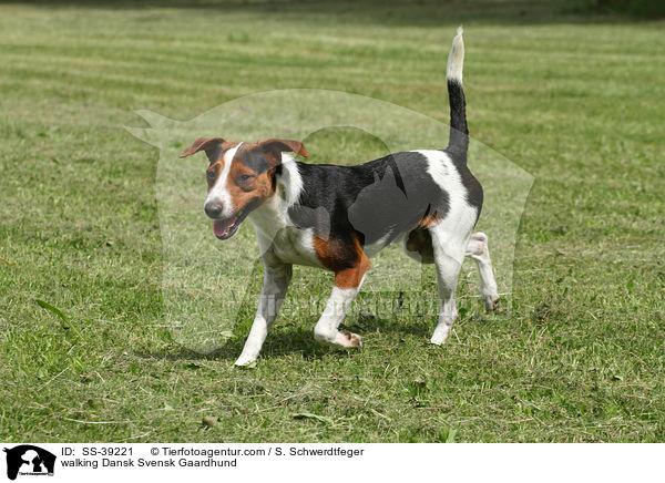 walking Dansk Svensk Gaardhund / SS-39221