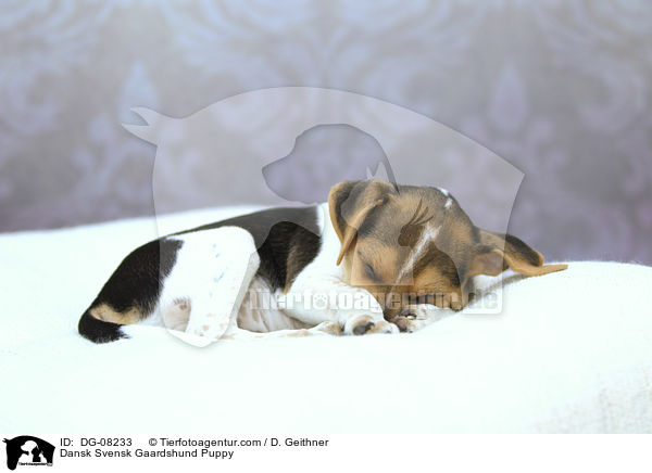 Dnisch Schwedischer Farmhund Welpe / Dansk Svensk Gaardshund Puppy / DG-08233
