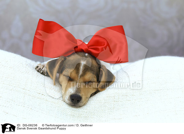 Dnisch Schwedischer Farmhund Welpe / Dansk Svensk Gaardshund Puppy / DG-08236