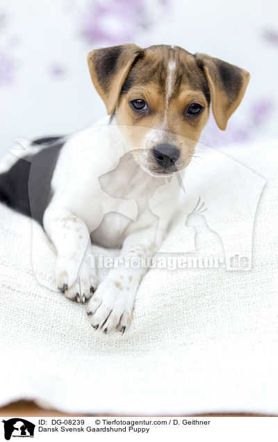 Dnisch Schwedischer Farmhund Welpe / Dansk Svensk Gaardshund Puppy / DG-08239