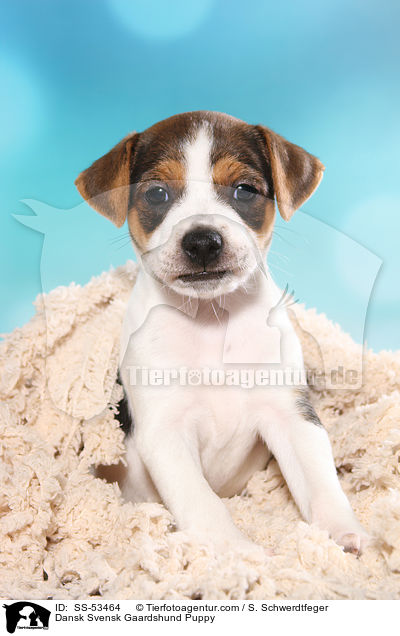Dänisch Schwedischer Farmhund Welpe / Dansk Svensk Gaardshund Puppy / SS-53464
