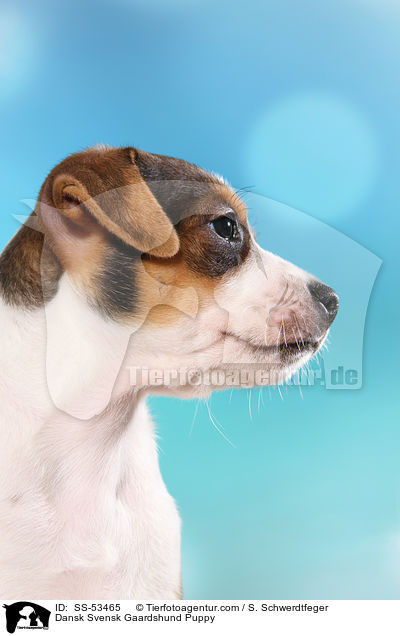 Dnisch Schwedischer Farmhund Welpe / Dansk Svensk Gaardshund Puppy / SS-53465