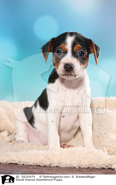 Dnisch Schwedischer Farmhund Welpe / Dansk Svensk Gaardshund Puppy / SS-53474