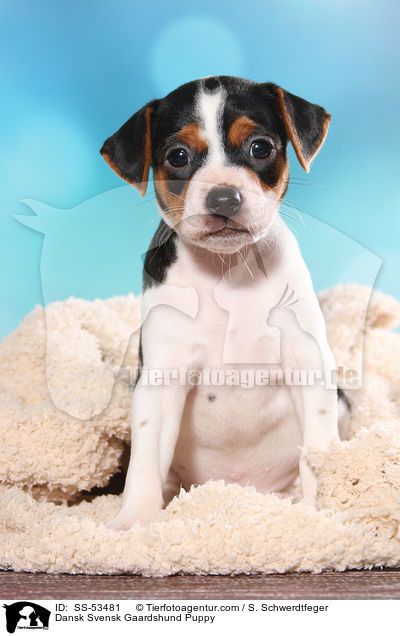 Dnisch Schwedischer Farmhund Welpe / Dansk Svensk Gaardshund Puppy / SS-53481