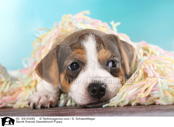 Dnisch Schwedischer Farmhund Welpe / Dansk Svensk Gaardshund Puppy / SS-53485