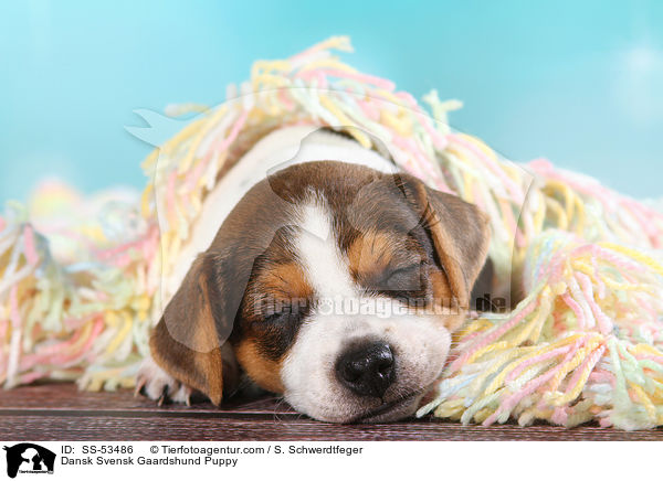 Dnisch Schwedischer Farmhund Welpe / Dansk Svensk Gaardshund Puppy / SS-53486