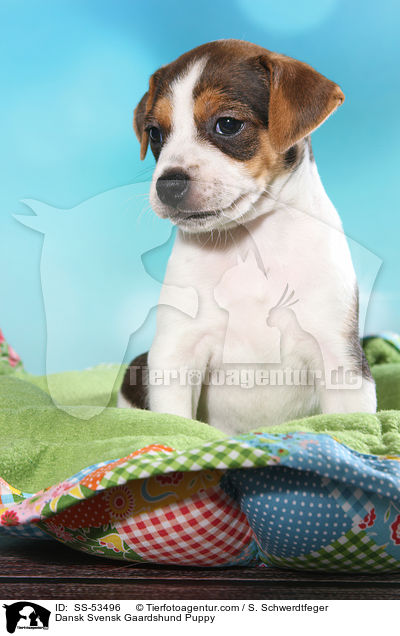 Dnisch Schwedischer Farmhund Welpe / Dansk Svensk Gaardshund Puppy / SS-53496