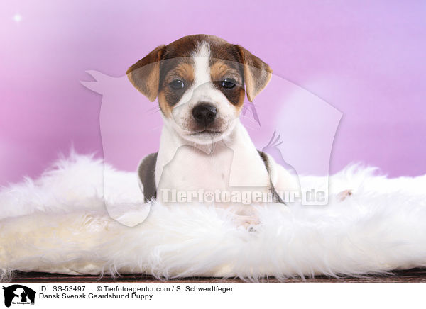 Dnisch Schwedischer Farmhund Welpe / Dansk Svensk Gaardshund Puppy / SS-53497