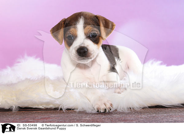 Dnisch Schwedischer Farmhund Welpe / Dansk Svensk Gaardshund Puppy / SS-53498