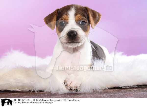 Dnisch Schwedischer Farmhund Welpe / Dansk Svensk Gaardshund Puppy / SS-53499