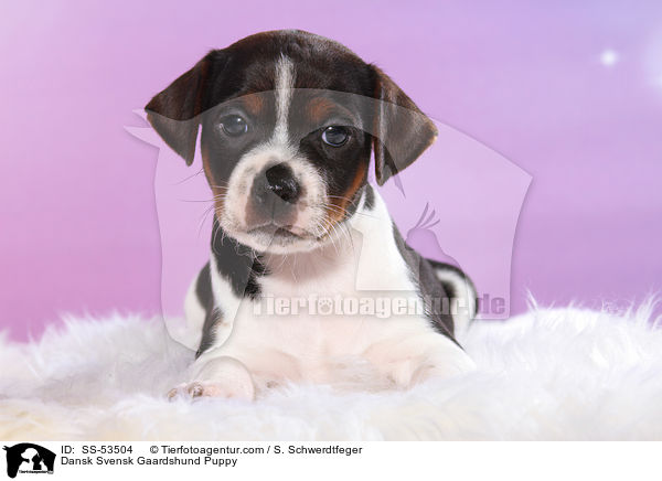 Dnisch Schwedischer Farmhund Welpe / Dansk Svensk Gaardshund Puppy / SS-53504