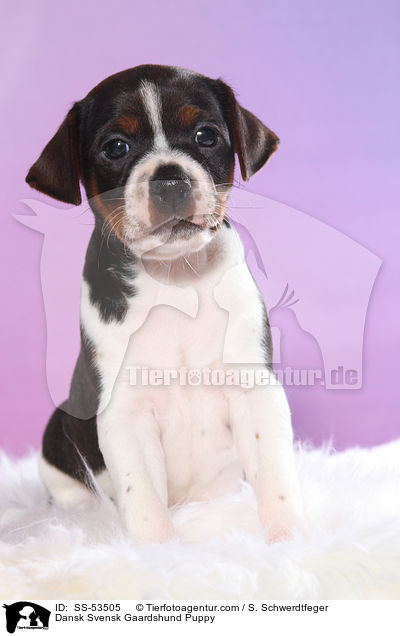 Dnisch Schwedischer Farmhund Welpe / Dansk Svensk Gaardshund Puppy / SS-53505