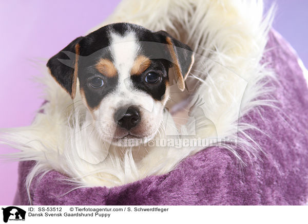 Dnisch Schwedischer Farmhund Welpe / Dansk Svensk Gaardshund Puppy / SS-53512